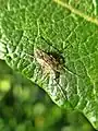 Ablabesmyia sp.