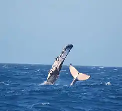 Ballenas jorobadas