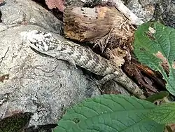 Dragoncito de la Sierra de Miahuatlán (A. cuetzpali).