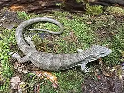 Dragoncito de Montecristo Metapán (A. montecristoi).