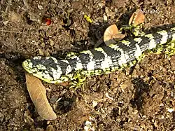 Dragoncito de la Sierra Madre Oriental norte (A. taeniata).