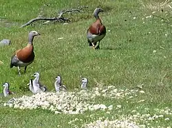 Chloephaga poliocephala - cauquén cabeza gris -  en pareja y polluelos, en Moquehue, Neuquén