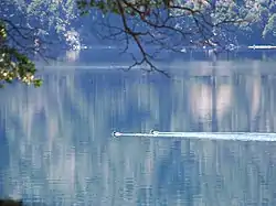 Fauna en el lago Moquehue.