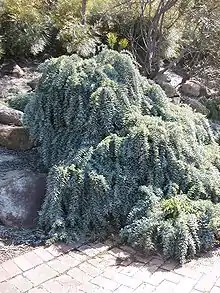 Variedad ornamental de A. baileyana de porte postrado, Illawarra Grevillea Park, Bulli, NSW