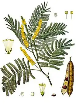 Acacia catechu (L.f.) Willd.