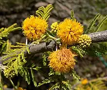 Filamentos amarillos en Acacia caven, el "aromito".