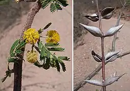 Acacia cochliacantha