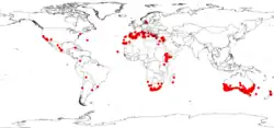 Distribución mundial de Acacia saligna (GBIF).