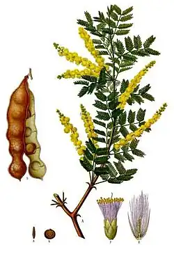 Acacia senegal (L.) Willd.