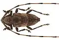 Acanthocinus aedilis