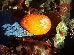 Acanthodoris lutea