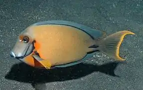 Acanthurus pyroferus