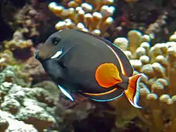 Acanthurus achilles