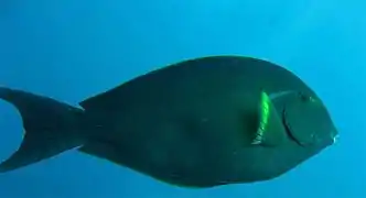 Acanthurus albipectoralis