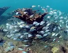 "Escuela" de A. coeruleus rodeando colonia de A. palmata, Puerto Rico.