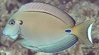 Acanthurus tennentii