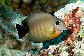 Acanthurus tristis juvenil apenas se diferencia de C. eibli