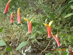 Chilpanxochitl (Lobelia laxiflora), en Acaxochitlán.