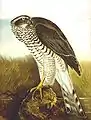 Azor común (Accipiter gentilis). Grabado por Johann Friedrich Naumann