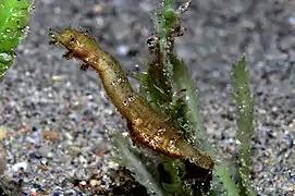 Ejemplar macho de A. tentaculata, con la puesta en su bolsa incubadora, en Timor Este