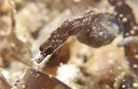 Macho de Acentronura tentaculata criando.