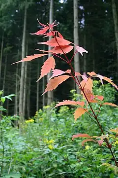 Acer cissifolium