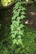 Leaves, Rogów Arboretum, Polonia.