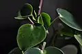 Peperomia Polybotrya