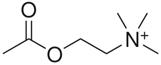 Acetilcolina