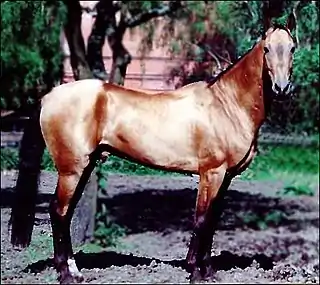 Un Akhal-Teke, un caballo delgado.