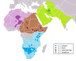 Distribución de  A. j. raineyi en rojo