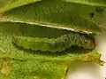 Oruga de Acleris viburnana en una hoja enrollada de Viburnum dentatum