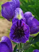 Labio superior en forma de gálea en Aconitum.