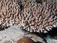 Colonia de A. aculeus en Mayotte