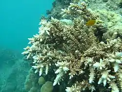 Acropora acuminata