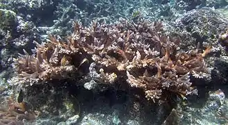 Colonia de A. acuminata en el Parque nacional de Samoa Americana