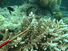 A. acuminata, vista de sub-ramas y coralitos, isla Masig, Australia