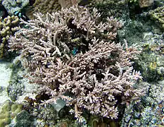 Acropora austera