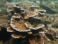 Acropora branchi