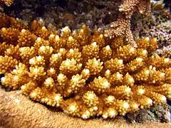 Acropora cophodactyla (nomen dubium)