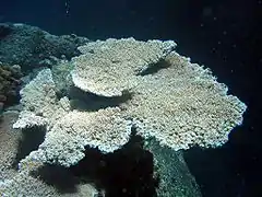 A. cytherea en islas del noroeste de Hawái