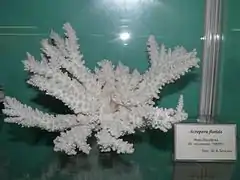 Corallum de A. florida en el Oceanarium de Vladivostok