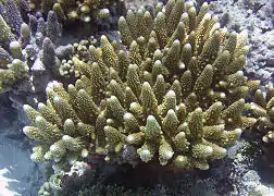 A. gemmifera en el Parque nacional de Samoa Americana