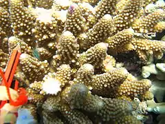 A. gemmifera, vista de coralitos. Isla Poruma, Australia