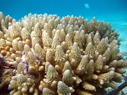 Acropora gemmifera