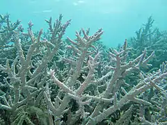 Acropora horrida