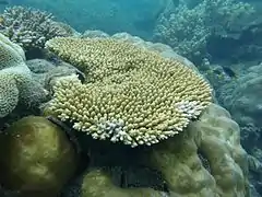 Colonia de A. hyacinthus sobre colonia de Porites sp., en isla Poruma.