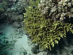 A. loripes, isla Poruma, Estrecho de Torres, Australia