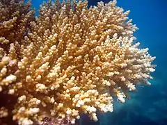 Acropora loripes