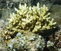 A. loripes tras grupo de tunicados Atriolum robustum, isla Poruma, Australia